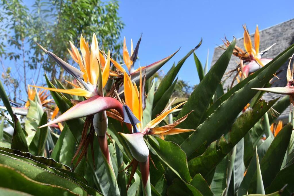 Le Strelitzia 1 Apartment Cilaos Bagian luar foto